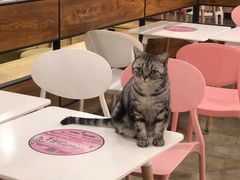 -喵匠猫主题咖啡(凯德和平广场店)