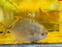 -巽寮印象美食部落餐厅·海鲜·地方特色菜(惠州体验店)