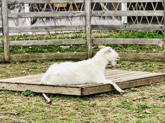 -前小桔亲子创意农场·草莓采摘·露营烧烤