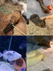 -Zoolung Zoolung动物主题公园(海信广场店)