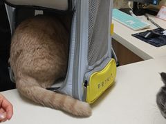 -全心全意连锁动物医院·微创中心·内科急重症·心脏专科(丰管路店)
