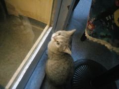 -猫色咖啡·猫咖