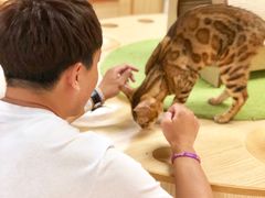 -猫和宫(六道口店)