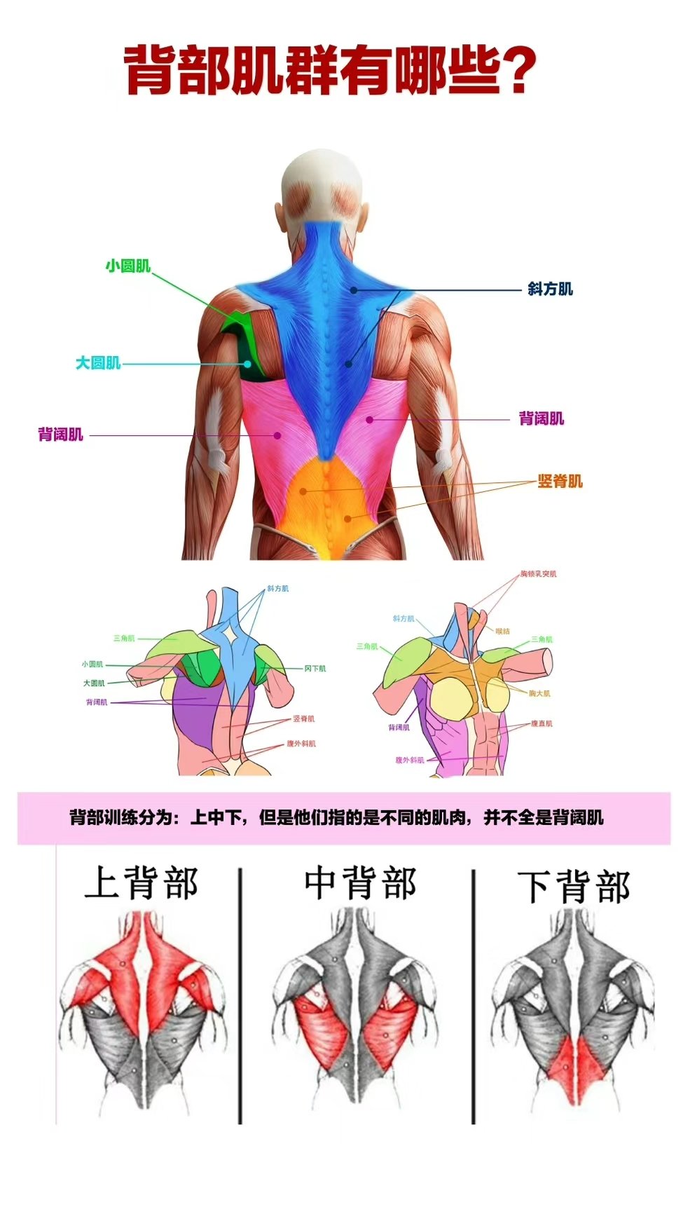 普通人怎么拥有优美的背部线条