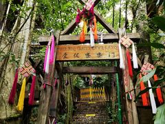 -西双版纳原始森林公园