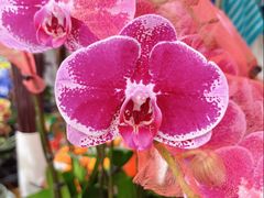 -双季花艺园艺市场(浦东店)