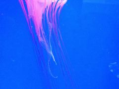 -芜湖新华联大白鲸海洋公园