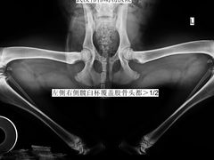 -伟伟宠物医院·CT影像中心·瑞派犬猫综合性门诊(汉口总院)