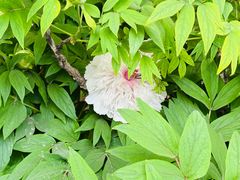 -洛阳市隋唐城遗址植物园