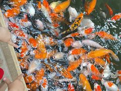 -南宫五洲植物乐园