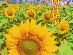 -百万葵园