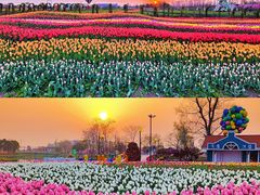 -荷兰花海