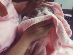 -70cat德文卷毛猫·缅因猫纯种猫舍