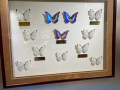 -上海昆虫博物馆