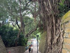 -九龙公园