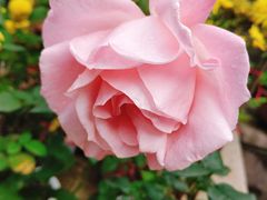 -普陀山慧济禅寺