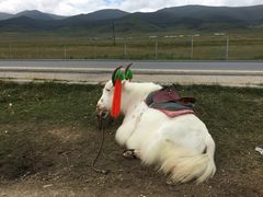 -青海湖国家重点风景名胜区