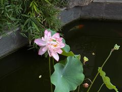 -汤宴·参须肚包鸡(南京路店)