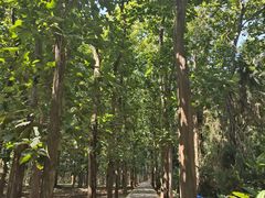 -中国科学院西双版纳热带植物园