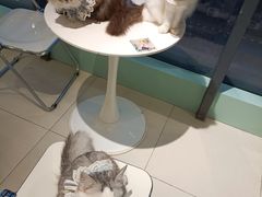 -怪兽屋·羊驼·猫咖·狗咖(俊华广场店)