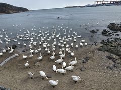-烟墩角天鹅湖