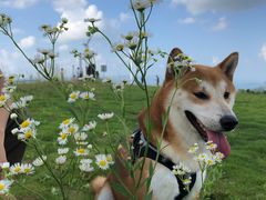 -龙里油画大草原旅游区