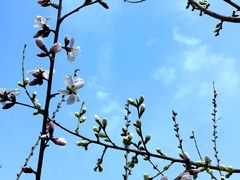 -桃花堤公园