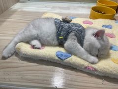 -屋虎猫馆(宝安大仟里店)