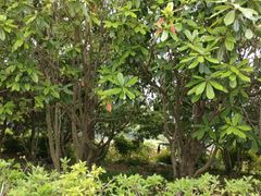 -黄兴公园