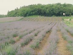 -大塘金香草谷