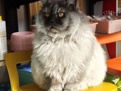 -佑安动物医院·全科·内窥镜中心(幸福巷店)