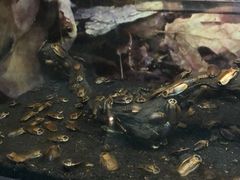 -上海大自然野生昆虫馆(东方明珠·爬宠昆虫探索中心)