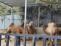 -泉州海丝野生动物世界