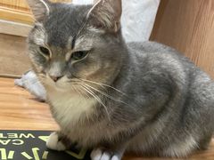 -MOCHA明星猫咖(田子坊店)