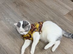 -柴迷FANS CLUB·柴犬狗咖·猫咖