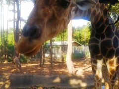 -清迈夜间动物园