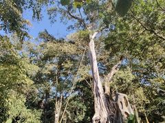 -瑞丽独树成林风景区