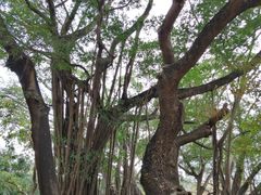 -九龙公园