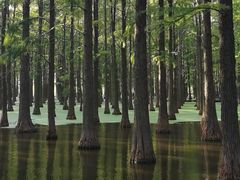 -渌洋湖湿地公园