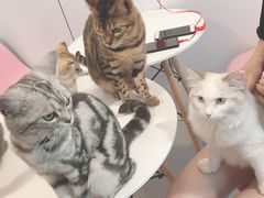 -三花喵·撸猫购宠·宠物生活馆(虹桥南丰城店)