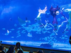 -烟台海昌鲸鲨海洋公园