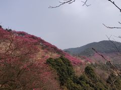 -新建村梅花