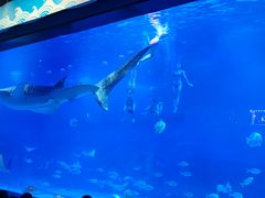 -烟台海昌鲸鲨海洋公园