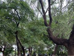 -长白岛森林公园