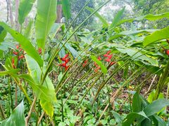 -中国科学院西双版纳热带植物园