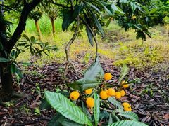 -塘栖枇杷特色园区