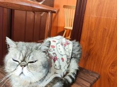 -楼上猫咖(罗湖店)