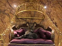 -more than meow吴止猫主题餐厅(承德 中船汇店)