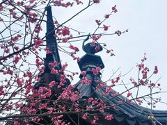 -香雪海