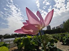 -莲花池公园